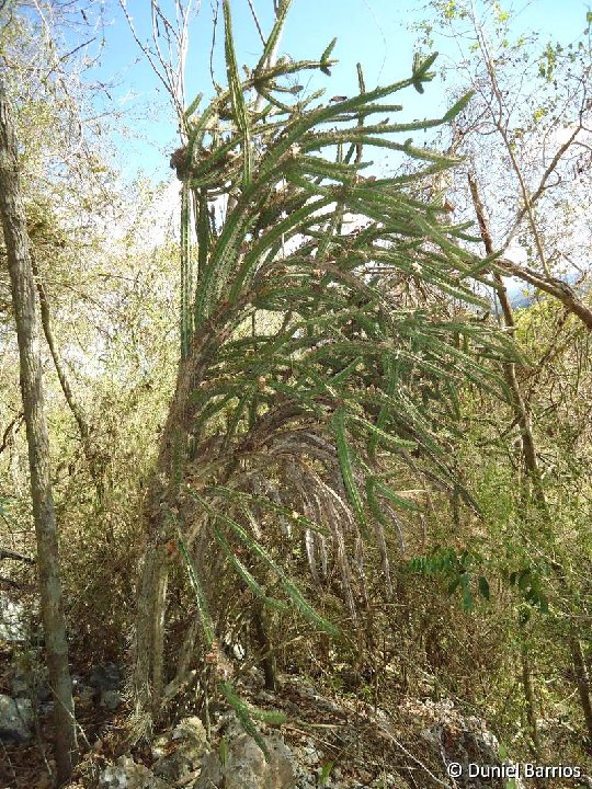 Leptocereus scopulophilus (Duniel Barrios) Pan de Matanzas